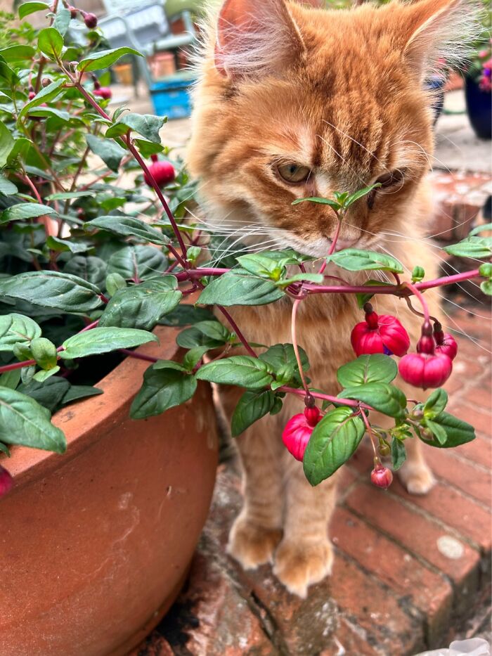 Norman Admiring The Flowers