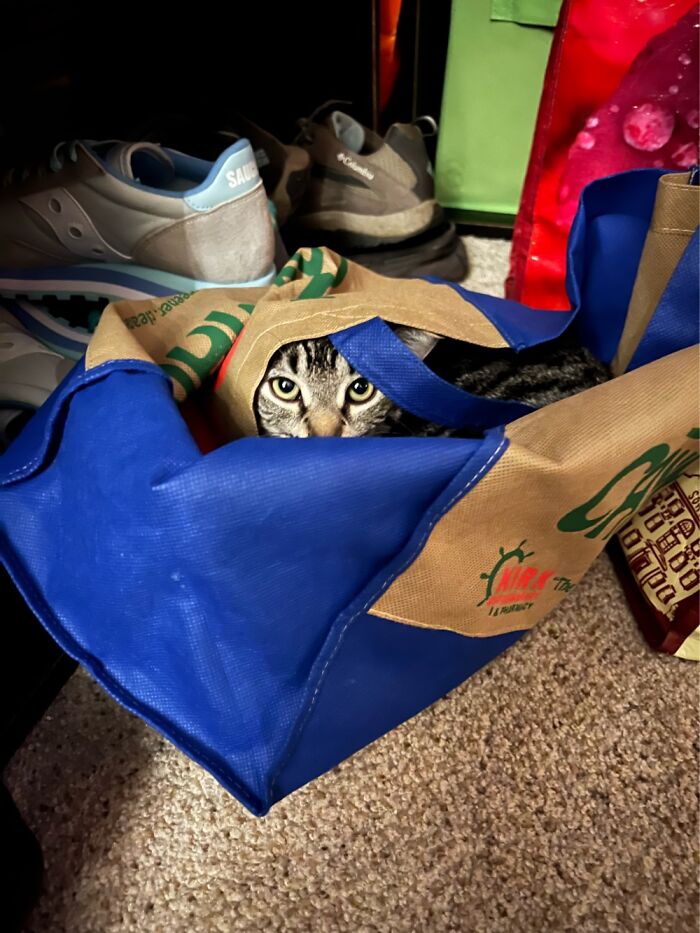 When Your Cat Moonlights As A Secret Shopper