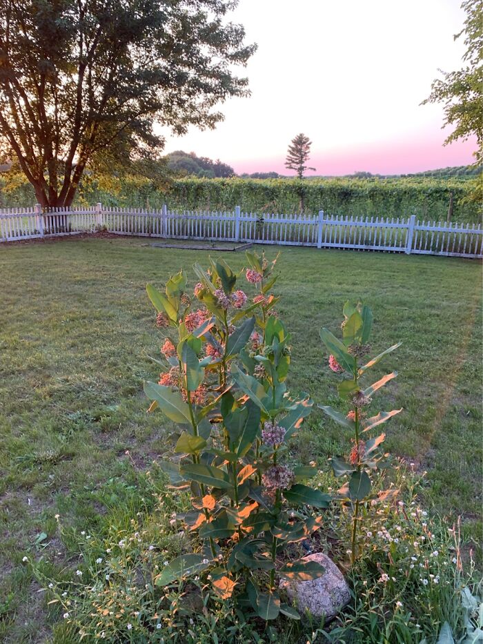 Milkweeds In The Sunset, Overlooking Vineyards