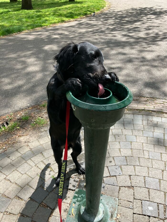 Figured It Out Himself When I Forgot His Water Once. This Is Now A Standard Ritual At The Park