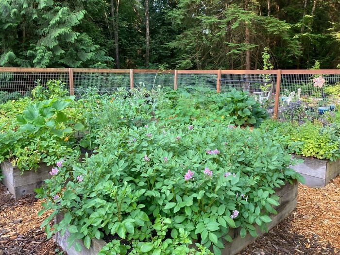 Looking Into Part Of The Vegetable Garden