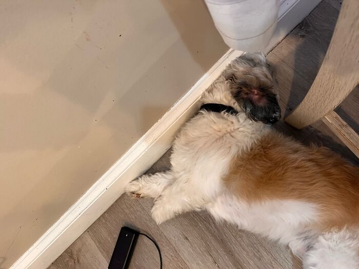 About To Break His Whole Neck(His Name Is Hachi)