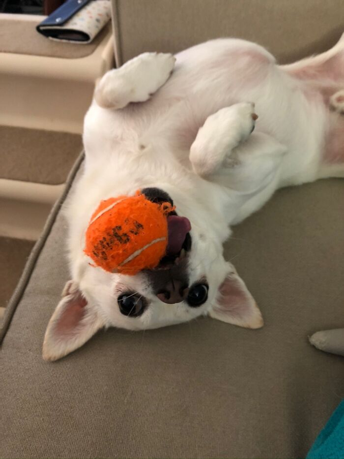 My Dog Will Only Play With Toys While Lying On His Back