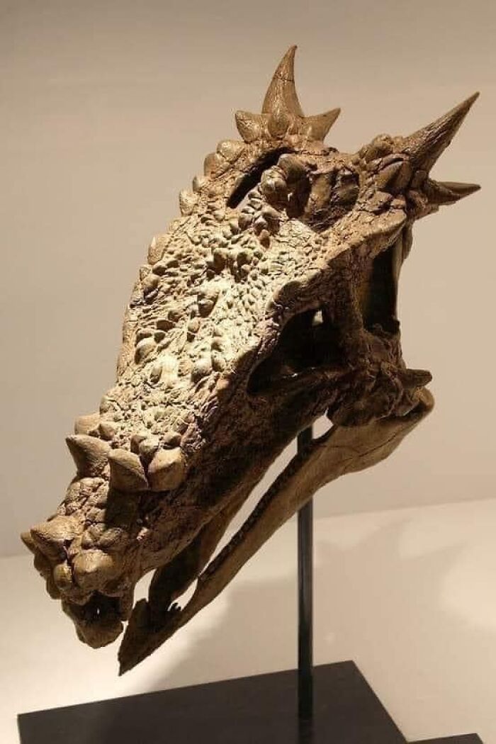 Dracorex Hogwartsia : This Fossil Is Truly Amazing, Hard To Believe It Is Real