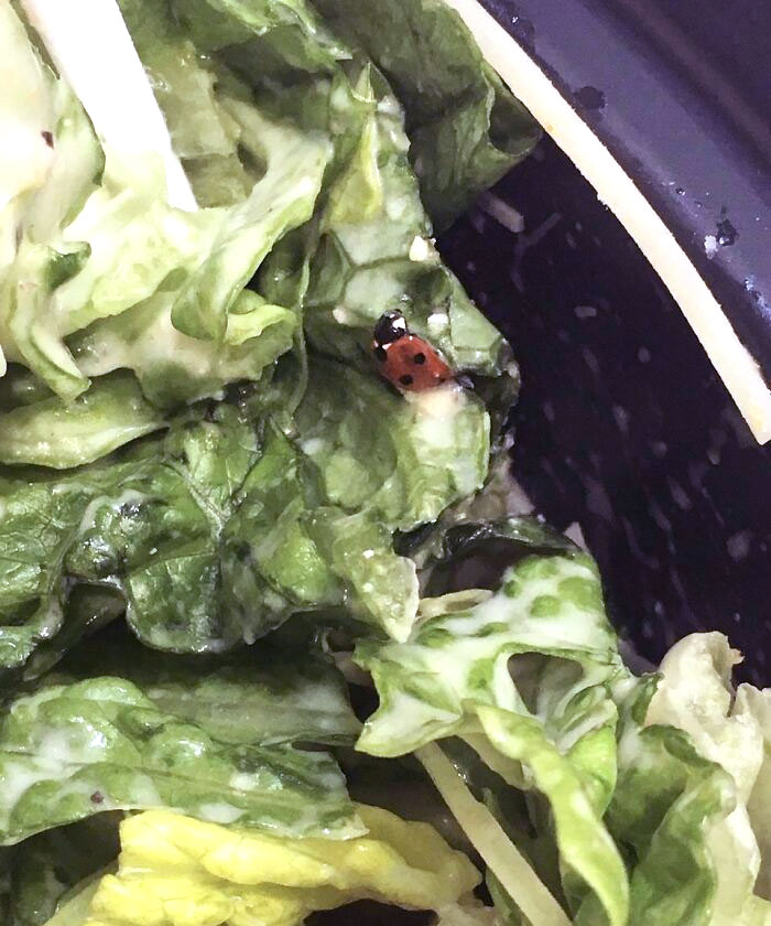 I Went To A Fancy Restaurant, And My Caesar Salad Came With A Little Extra Protein