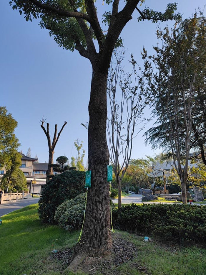 In Mainland China They Place IV Fluids On Trees To Give Them Extra Nutrition