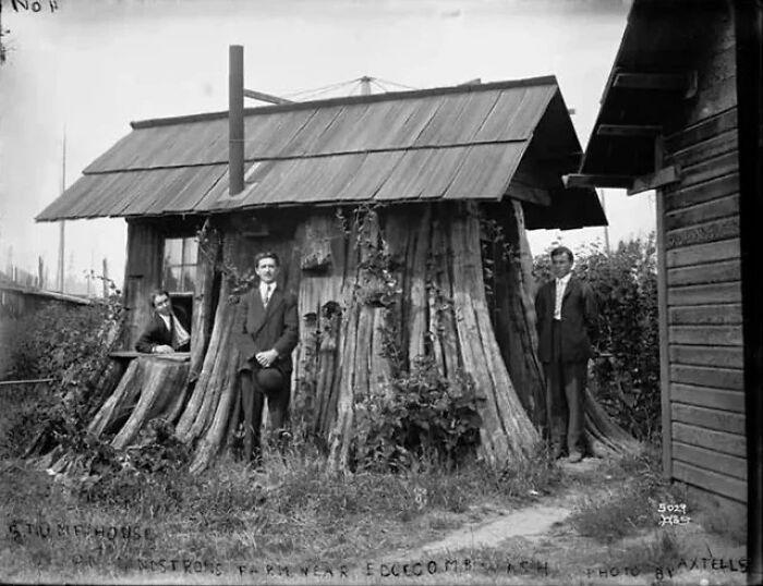 House Built From A Tree Stump. "The Stump House On The Lennstrom Farm Near Edgecomb, Washington" 1905