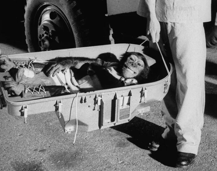 Ham fue el primer chimpancé astronauta en volver de su legendario vuelo de 16 horas en 1961