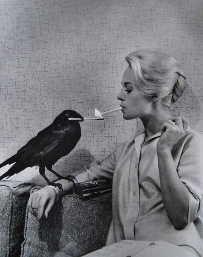 Tippi Hedren Having Her Cigarette Lit By A Crow On The Set Of The Birds, 1963