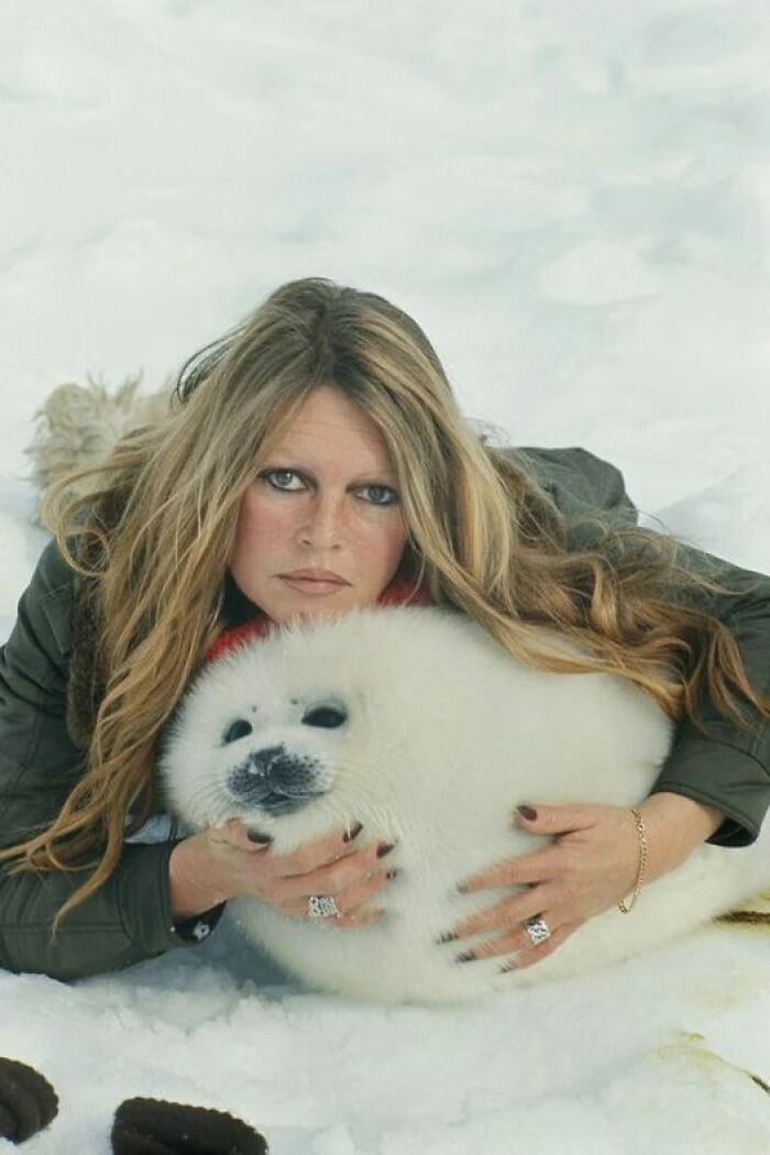 La actriz francesa y amante de los animales Brigitte Bardot, viajó a Terranova en 1977 para oponerse públicamente a la caza de focas. Aquí posando con una cría