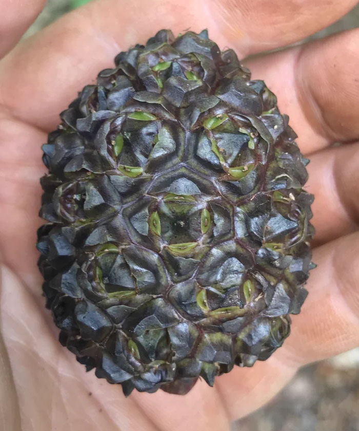 Looking Like It Was Carved From Ebony, This Beautiful Skunk Cabbage (Symplocarpus Foetidus; Araceae) Fruit Turned Up Along Wetland Edge In Neus