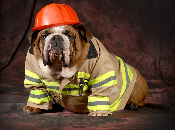 Heartwarming Story Of Dog Rescuing His Family From Fire