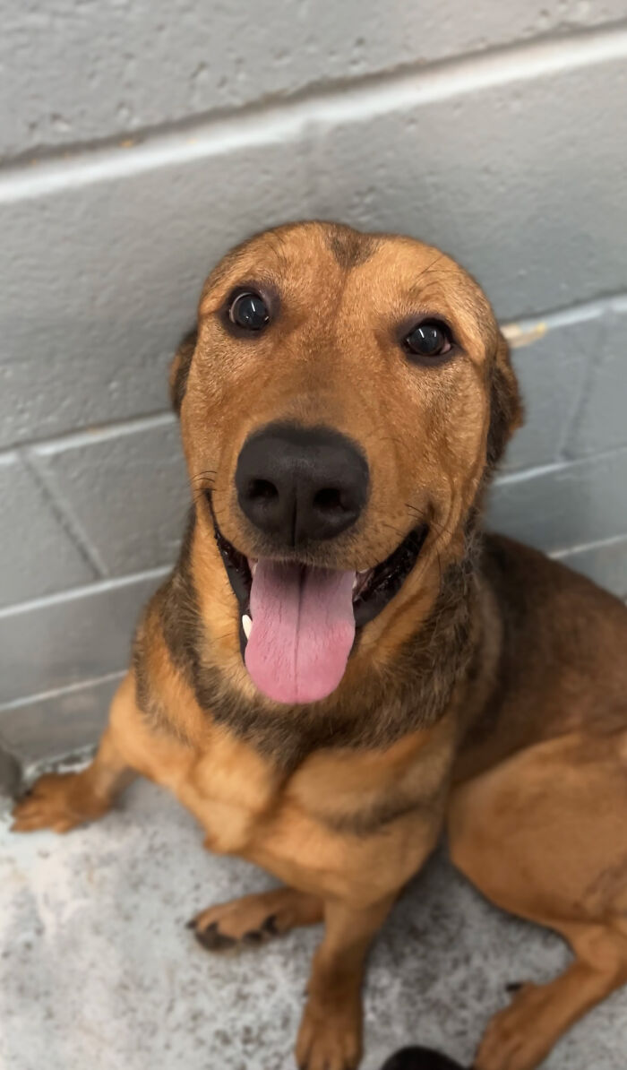 Heartwarming Video Showing Shelter Dog Saying Goodbye To Staff Members After Being Adopted