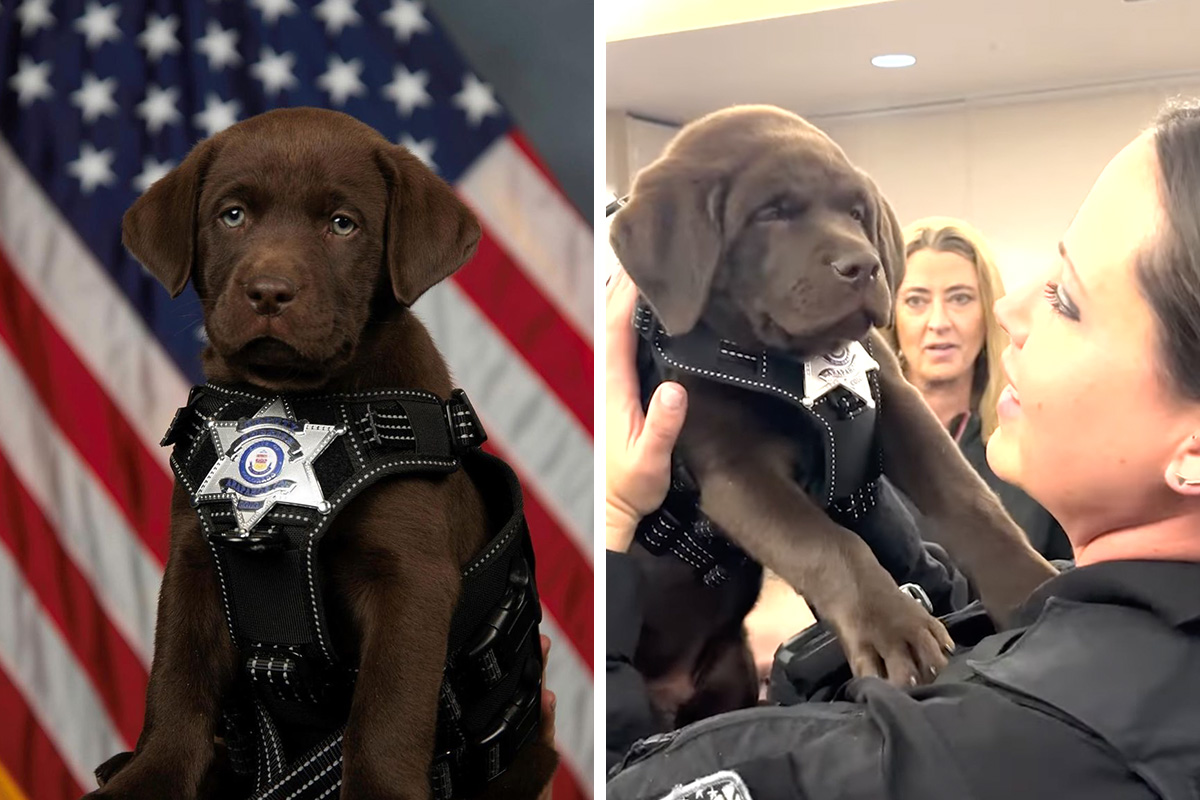 Adorable K9 Puppy Falls Asleep During SwearingIn Ceremony Bored Panda