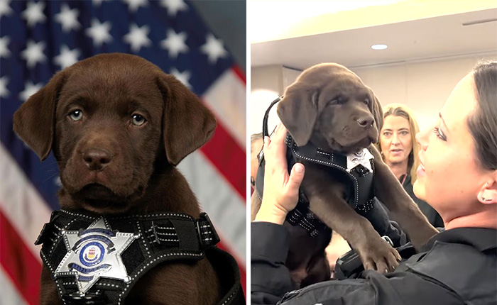 K9 Puppy Melts Hearts By Dozing Off During Swearing-In Ceremony