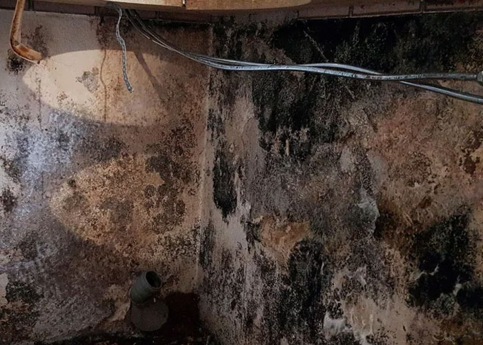 Tenant Finds Mold In The House Landlord Refuses To Do Anything, Tenant Makes Him Regret It