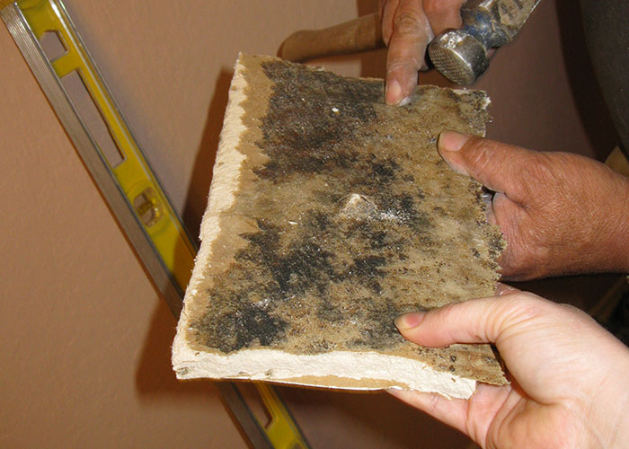 Tenant Finds Mold In The House Landlord Refuses To Do Anything, Tenant Makes Him Regret It