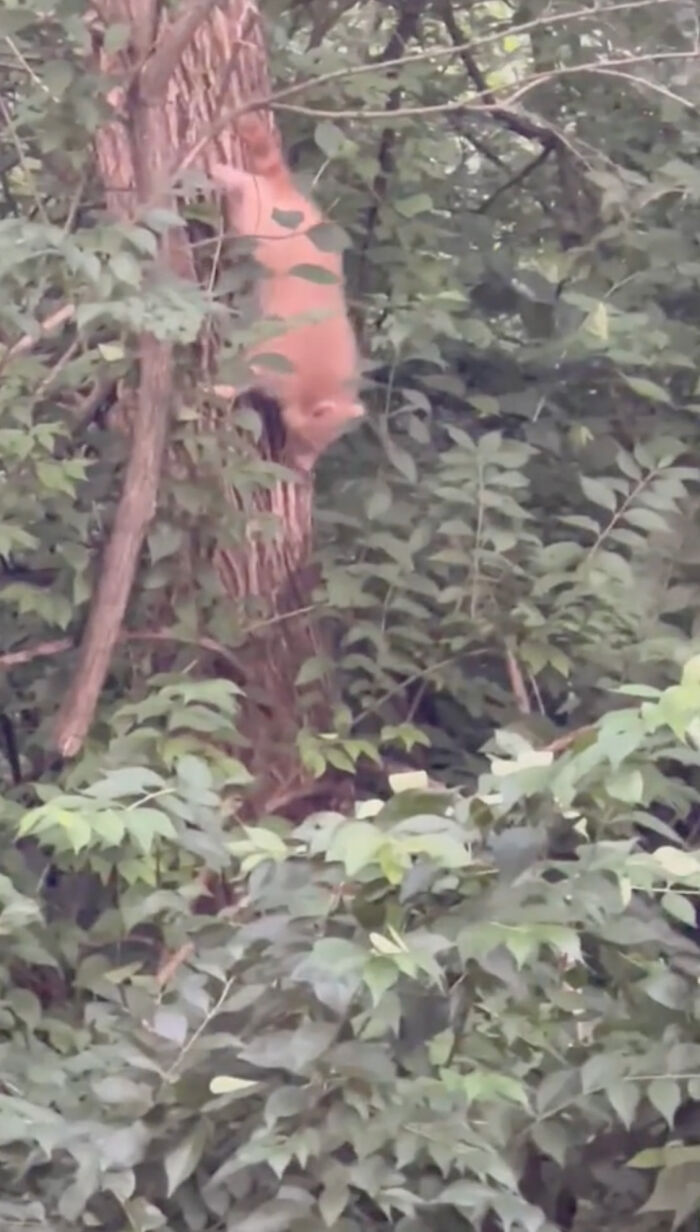 Watch Mama Raccoon Bringing Albino Babies To Her Favorite People Watch Mama Raccoon Bringing Albino Babies To Her Favorite People