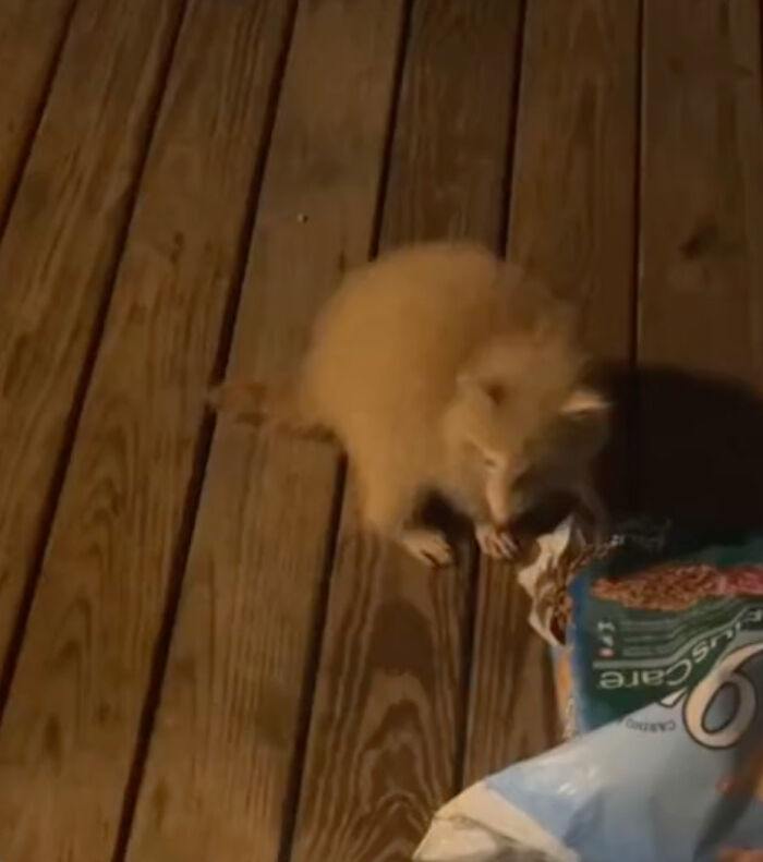 Watch Mama Raccoon Bringing Albino Babies To Her Favorite People