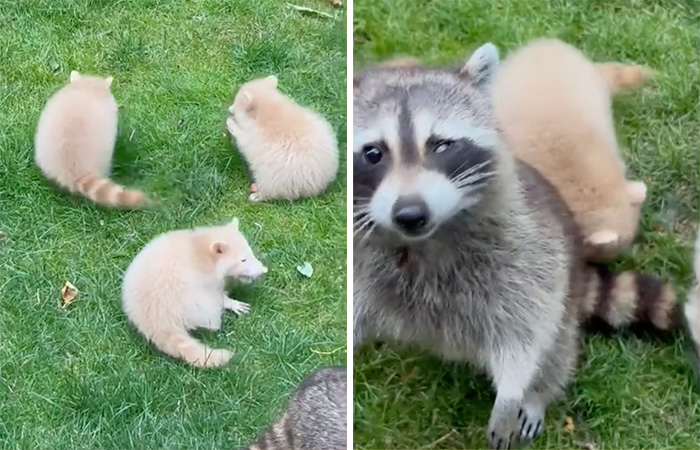Watch Mama Raccoon Bringing Albino Babies To Her Favorite People