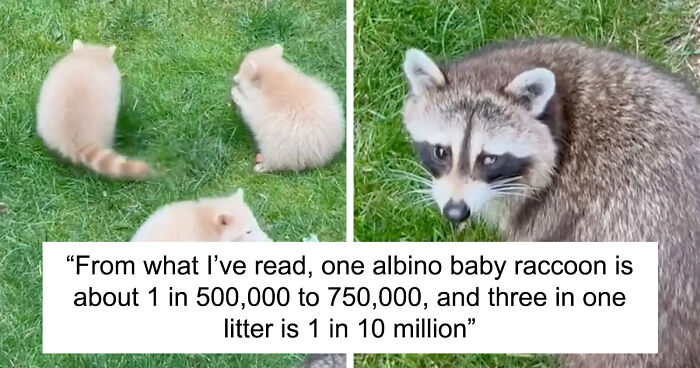 Watch Mama Raccoon Bringing Albino Babies To Her Favorite People