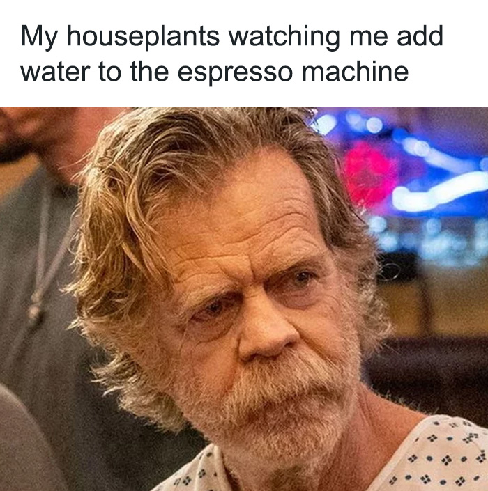 A coffee meme featuring an image of an older man with a stern and disappointed expression, accompanied by the text above the image that reads, "My houseplants watching me add water to the espresso machine." The meme humorously captures the imagined reaction of neglected houseplants as they see their owner prioritizing the espresso machine over watering them.