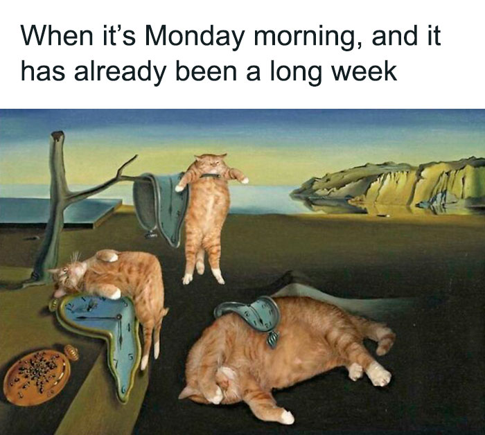 monday morning sleepy cat meme 