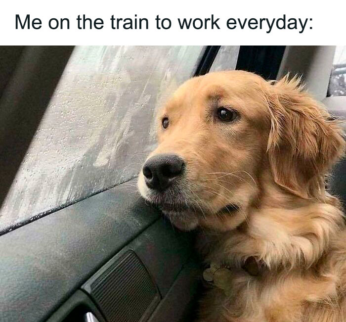 sad dog on train monday morning meme