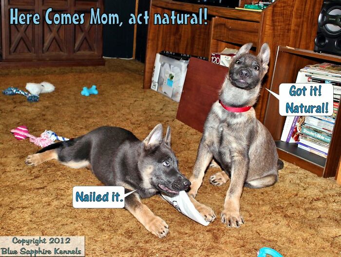Captioning Photos Of The Pups I Bred For Service Dog Work Was A Hobby Of Mine Years Ago
