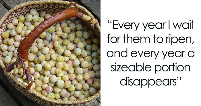 “Neighbor Yelled At Me Because I Harvested My Fruits Before She Could Steal Them”