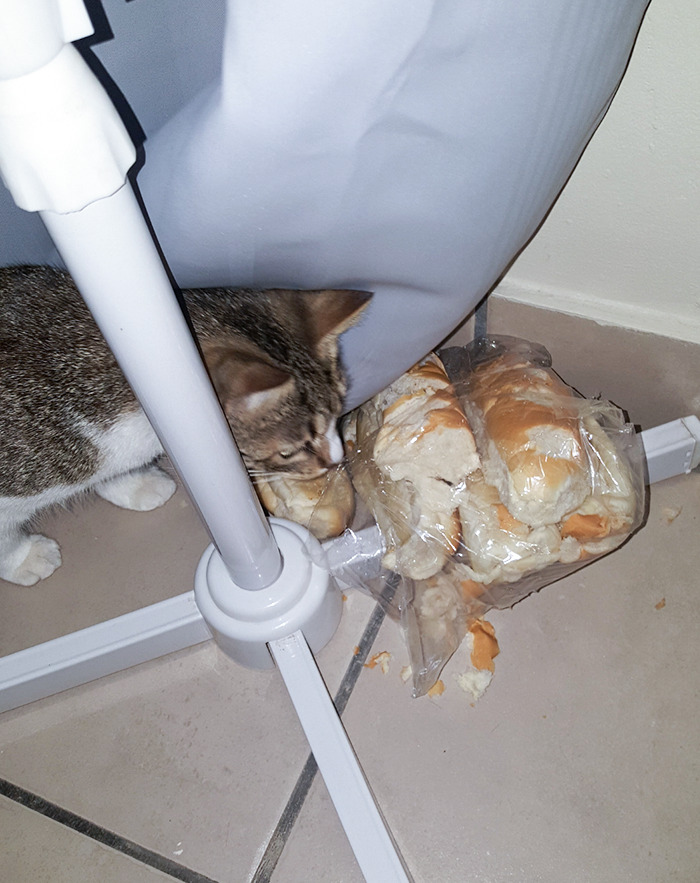 She Stole A Half Dozen Fresh Bread Rolls And Hid Them Behind The Curtain