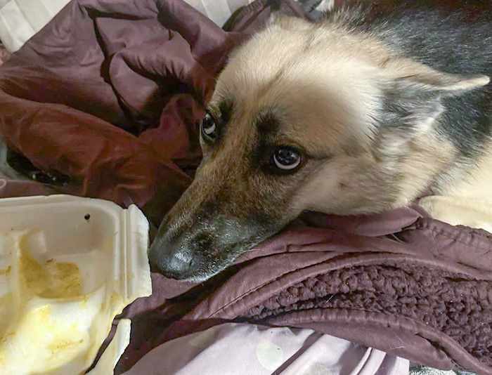 Who Ate The Noodles And Chicken? 