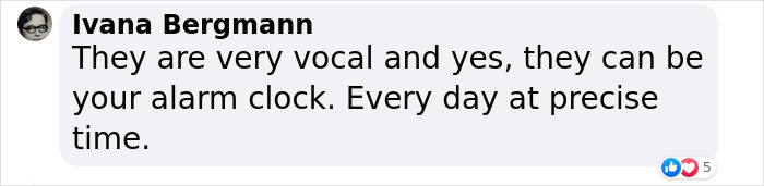 Extraordinary Tale Of A Rescued Baby Raven’s Affectionate Mornings With His New Mom Extraordinary Tale Of A Rescued Baby Raven’s Affectionate Mornings With His New Mom