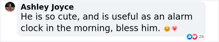 Extraordinary Tale Of A Rescued Baby Raven’s Affectionate Mornings With His New Mom Extraordinary Tale Of A Rescued Baby Raven’s Affectionate Mornings With His New Mom