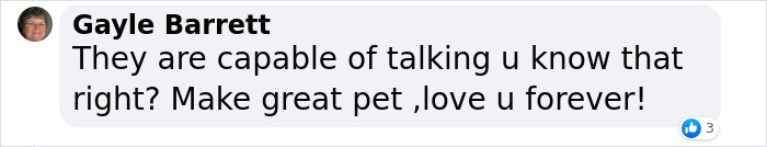 Extraordinary Tale Of A Rescued Baby Raven’s Affectionate Mornings With His New Mom Extraordinary Tale Of A Rescued Baby Raven’s Affectionate Mornings With His New Mom