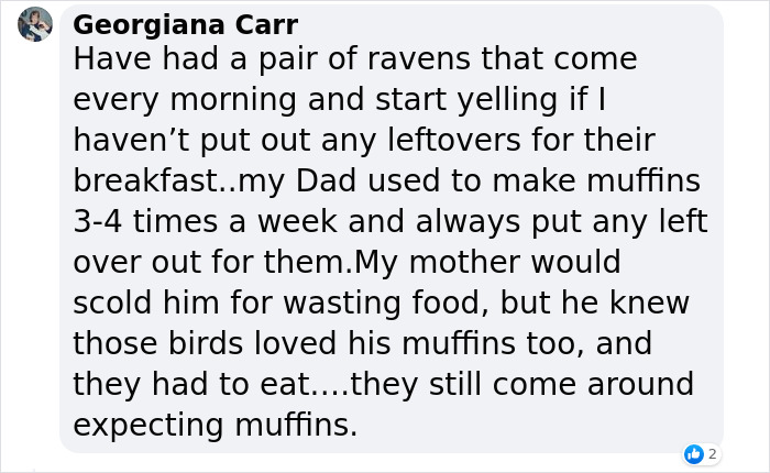 Extraordinary Tale Of A Rescued Baby Raven’s Affectionate Mornings With His New Mom Extraordinary Tale Of A Rescued Baby Raven’s Affectionate Mornings With His New Mom