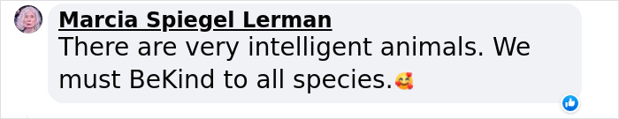 Watch Mama Raccoon Bringing Albino Babies To Her Favorite People Watch Mama Raccoon Bringing Albino Babies To Her Favorite People