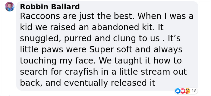 Watch Mama Raccoon Bringing Albino Babies To Her Favorite People Watch Mama Raccoon Bringing Albino Babies To Her Favorite People