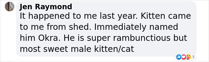 Kitten Wins Hearts Online After Asking To Be Rescued From The Bushes