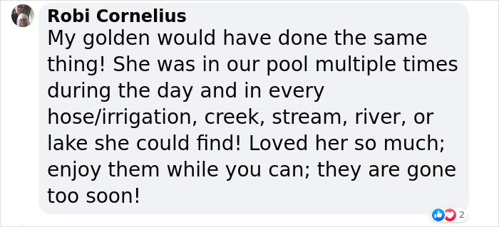 Crowd Can’t Stop Laughing At Dog Frolicking In A Fountain Crowd Can’t Stop Laughing At Dog Frolicking In A Fountain