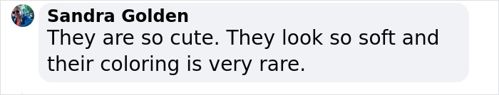 Watch Mama Raccoon Bringing Albino Babies To Her Favorite People Watch Mama Raccoon Bringing Albino Babies To Her Favorite People