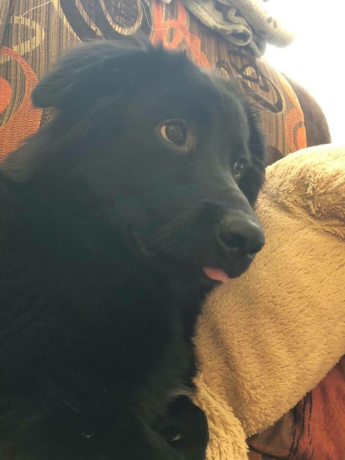 Tongue Blep