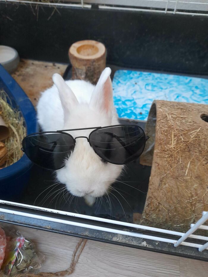 This Handsome 12-Year-Old Gentleman Who Together With His Sister Maintain Absolute Chaos In The Household