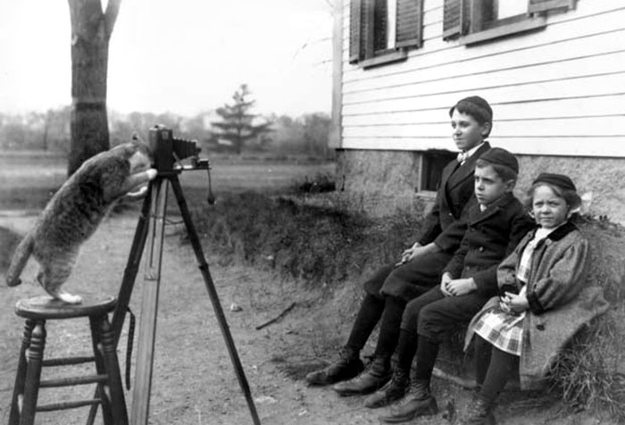 The Payro Family Cat Directs A Portrait Of The Payro Children. Wakefield, Massachusetts, 1909