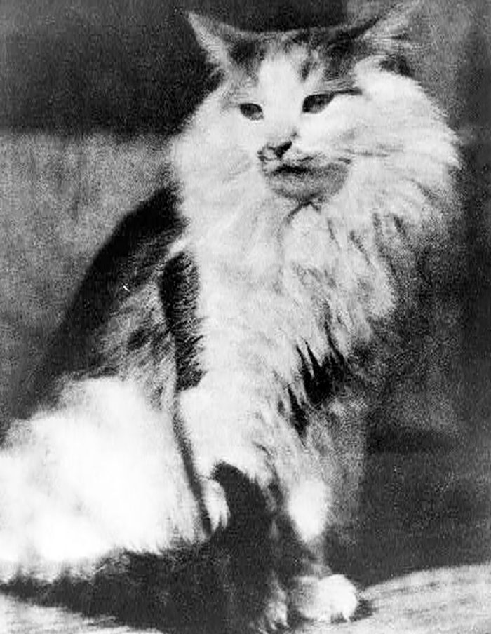The Cat In 1916