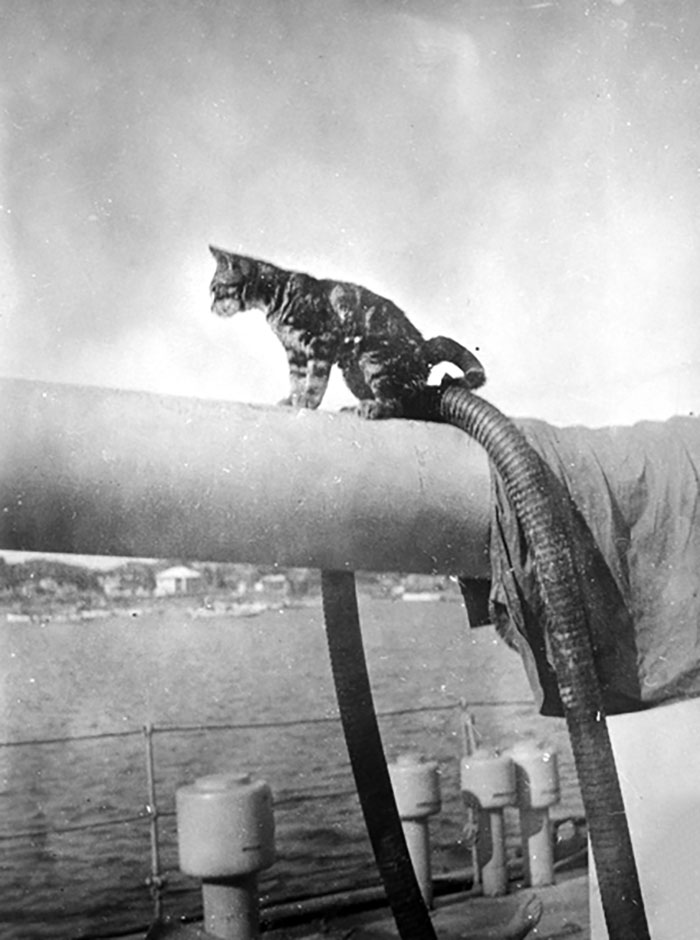The Ship's HMAS Toowoomba Cat Digger