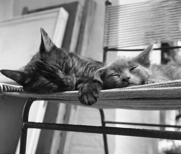 Cat And Kitten Sleeping On A Stringed Chair