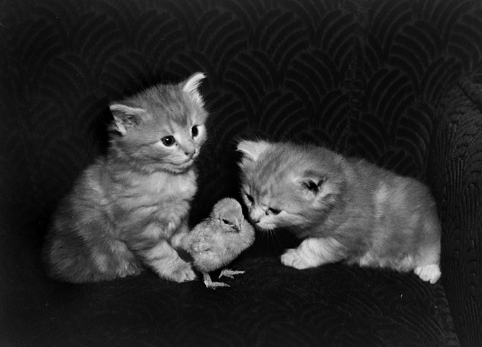 Kittens Playing With A Chicken In 1949