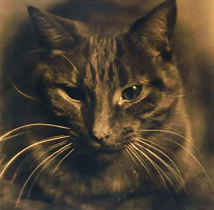 Study Of A Cat. A Close-Up Portrait Of A Cat, Possibly One Of The Cats That Arnold Genthe Called Buzzer