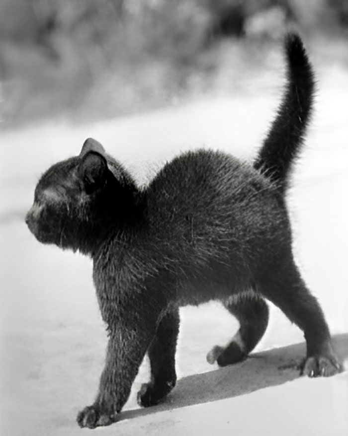 Kitten With Arched Back